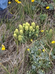 Castilleja mollis