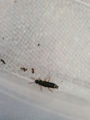 Platydracus fulvipes