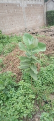 Calotropis procera