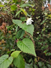 Rubus trianthus