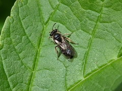 Andrena minutula