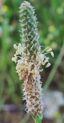 Plantago lanceolata