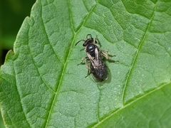 Andrena minutula