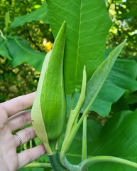 Magnolia macrophylla
