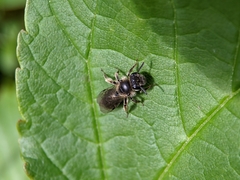 Andrena minutula