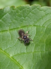 Andrena minutula