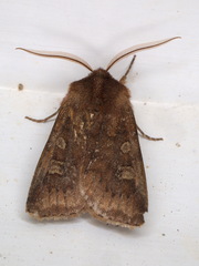 Cerastis leucographa
