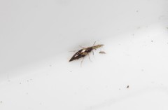 Lordithon thoracicus