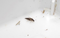 Lordithon thoracicus