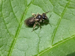 Andrena minutula
