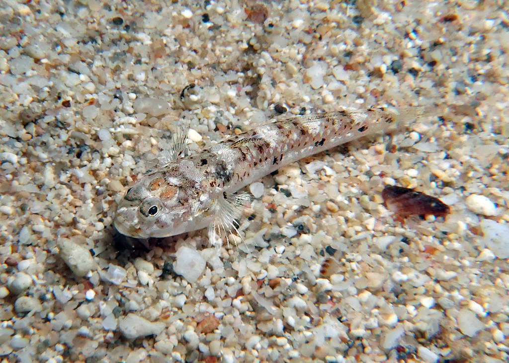 Hoese's Silhouette Goby