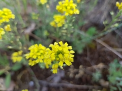 Alyssum montanum