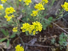 Alyssum montanum