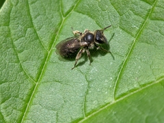 Andrena minutula