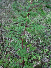 Rubus cockburnianus
