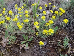 Alyssum montanum