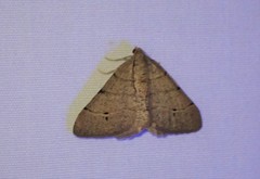 Digrammia muscariata