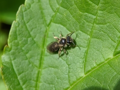 Andrena minutula