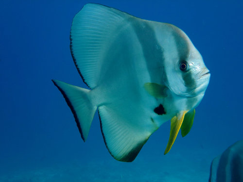 Longfin Batfish — seen at this dive site