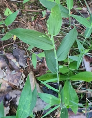 Dichanthelium latifolium