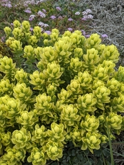 Castilleja mollis