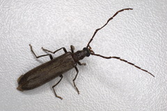 Calopus serraticornis