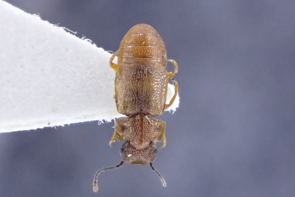Proteininae