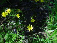 Ficaria verna