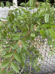 Fabaceae