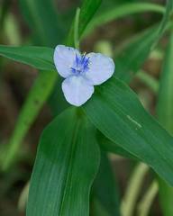 Tradescantia