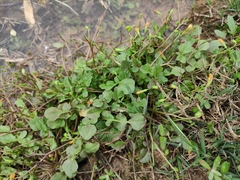 Lapsanastrum apogonoides