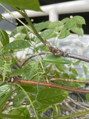 Fabaceae