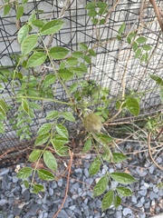 Fabaceae