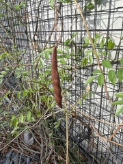 Fabaceae
