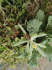 Pseudognaphalium affine