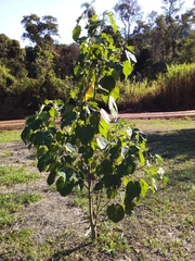 Abutilon densiflorum