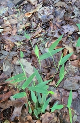 Dichanthelium latifolium