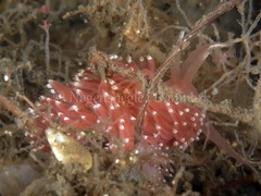 Facelina bostoniensis