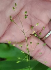 Dichanthelium latifolium