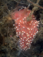 Facelina bostoniensis