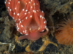 Facelina bostoniensis