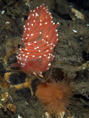Facelina bostoniensis