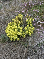 Castilleja mollis