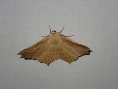 Tetracis cervinaria