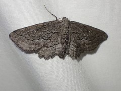 Aethaloida packardaria