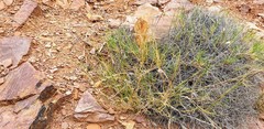 Digitaria brownii