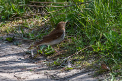 Catharus fuscescens