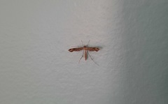 Stenoptilodes brevipennis