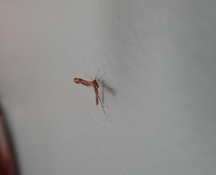 Stenoptilodes brevipennis