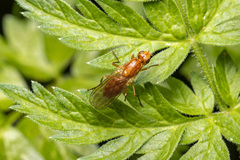 Psila